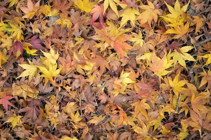 【東洋医学】秋の過ごし方